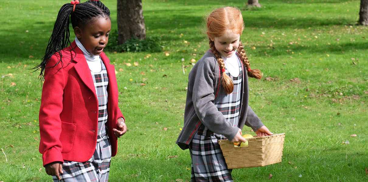 Orchard FRUIT PICKING