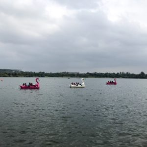 children in swan boats