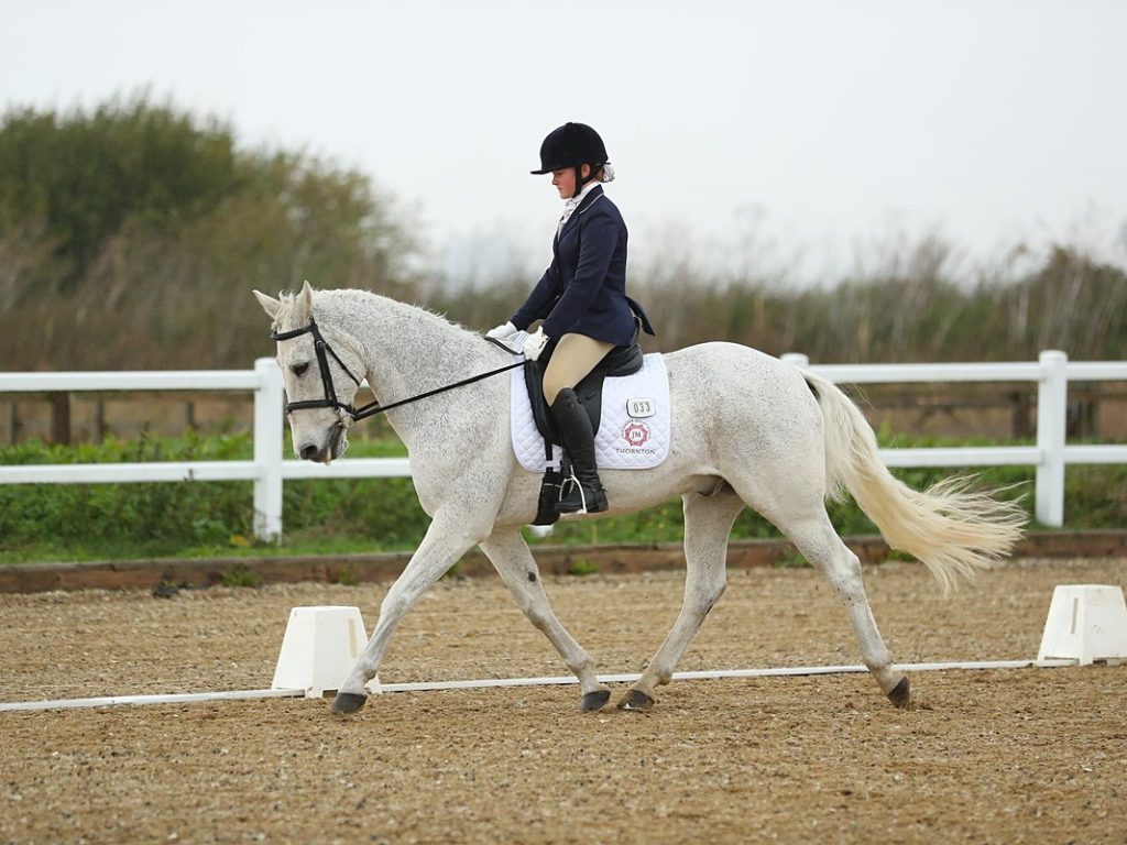 thornton college student on a horse